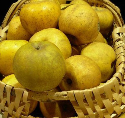 Pommes de Béceleuf  Producteur de variété Clochard